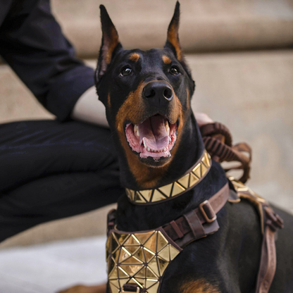 Elite PawSafe ¦ Power Vest - Secure, Stylish, and Strong